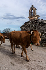 cows in the mountains, with old building in back