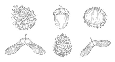 Autumn forest seeds and cones in detailed line art illustration © Muhammadagil