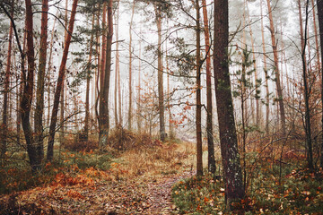 leśna ścieżka,mgła  © Marcin Łazarczyk