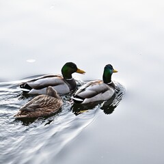 Fototapeta premium Stockenten