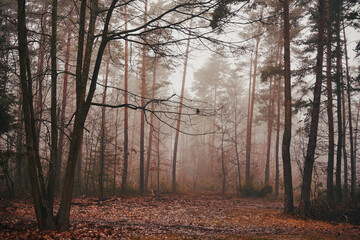 las,mgła  © Marcin Łazarczyk