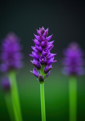 Vibrant purple blossom standing tall on a bright green stalk, symbolizing growth, spring, and natural beauty ,purple, fresh, single
