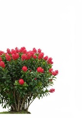 Vibrant red tropical flower bush isolated on pure white background, ready for easy design use, lush green leaves and exotic blooms ,warm ,stem ,vacation