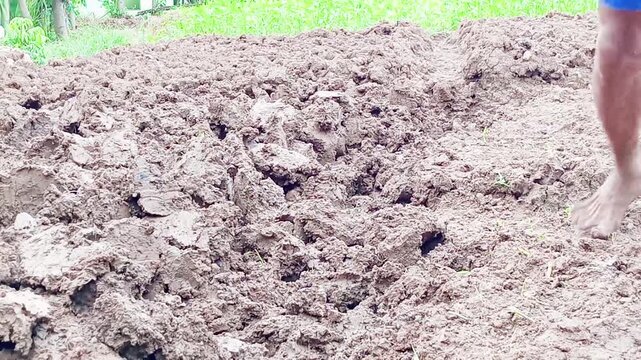 Hoeing is still commonly practiced by farmers in rural Asia to cultivate small rice paddies for planting valuable crops. Hoeing not only saves money but also promotes good health.