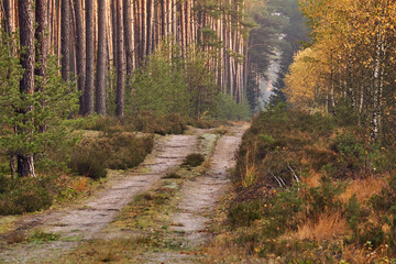 A sandy road in a dense, mixed forest on a foggy autumn day © GKor