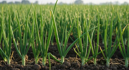Fototapeta premium Young rice seedlings growing in fertile soil during early cultivation stage