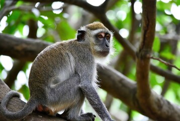 Obraz premium Gray vervet monkey sitting on a tree branch in its natural habitat