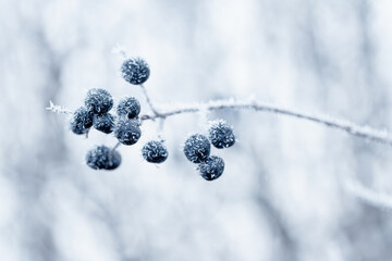 Ciemne jagody na gałęzi pokrytej szronem jako naturalne zimowe tło © Elżbieta Kaps