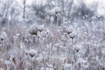 Suche rośliny pokryte delikatnym szronem, przedstawione w jasnej, chłodnej tonacji. Minimalistyczna, spokojna scena zimowej natury idealna jako tło lub ilustracja sezonowa. © Elżbieta Kaps