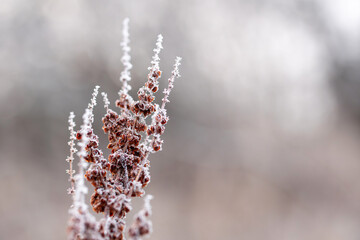 Suche rośliny pokryte delikatnym szronem, przedstawione w jasnej, chłodnej tonacji. Minimalistyczna, spokojna scena zimowej natury idealna jako tło lub ilustracja sezonowa. © Elżbieta Kaps