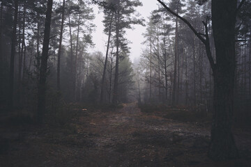 las,mgła  © Marcin Łazarczyk