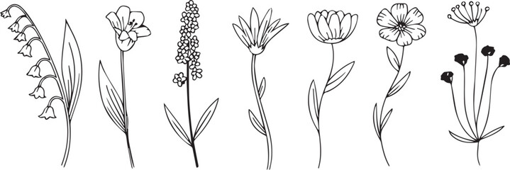flower floral outline collection lily lavender bellflower sketches © AIcon Star