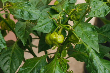 Habanero chili peppers growing on the plant. Closeup on green unripe habaneros (Capsicum chinense). Habanero chili, the hottest chili in the world.