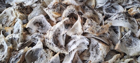 Top view of the nest of Edible-Nest Swiftlet, raw edible bird's nest materials for tradition chinese medicine. Edible nest