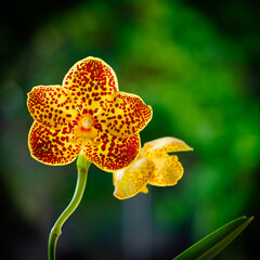 Spotted Yellow Red Orchid Flowers