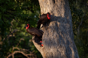 Hornbill tree nest hole, dark forest, Moremi, Botswana. Black and red bird. Southern ground-hornbill, Bucorvus leadbeateri, largest hornbill in world. Flight photography, bird in fly. Africa wildlife. © ondrejprosicky