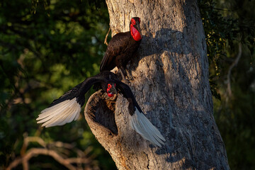 Hornbill tree nest hole, dark forest, Moremi, Botswana. Black and red bird. Southern ground-hornbill, Bucorvus leadbeateri, largest hornbill in world. Flight photography, bird in fly. Africa wildlife. © ondrejprosicky