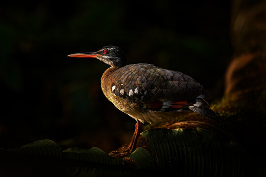 Sunbittern, Eurypyga helias, detail close-up portrait of rare bird from Mindo in Ecuador. Wildlife scene from nature. Sunbitter in the forest habitat near the water. Forest bird in the nature wood.