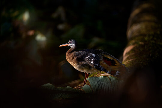 Sunbittern, Eurypyga helias, detail close-up portrait of rare bird from Mindo in Ecuador. Wildlife scene from nature. Sunbitter in the forest habitat near the water. Forest bird in the nature wood.