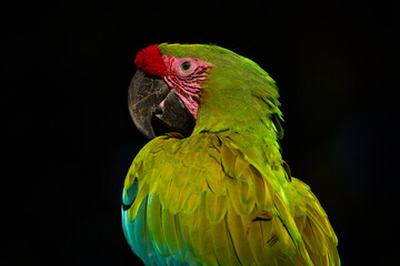 Fototapeta premium Costa Rica wildlife. Ara ambigua, green parrot Great-Green Macaw on tree. Wild rare bird in the nature habitat, sitting on the branch in Costa Rica. Wildlife scene in tropic forest. Close-up portrait.