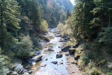A winding river flows through a vibrant, sunlit forest canyon with dense