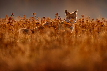 Autumn forest. Fox sunset, orange evening light. Orange fur coat animal in the nature habitat. Fox...