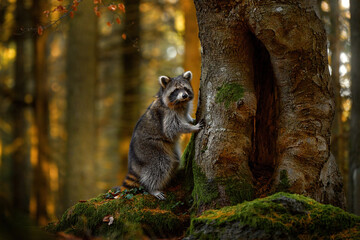 Common Raccoon, Procyon lotor, in the nature habitat, orange autuzmn forest, Czech Republic, Europe. Cute grey white black mammal in nature. Animal in forest, wildlife. © ondrejprosicky