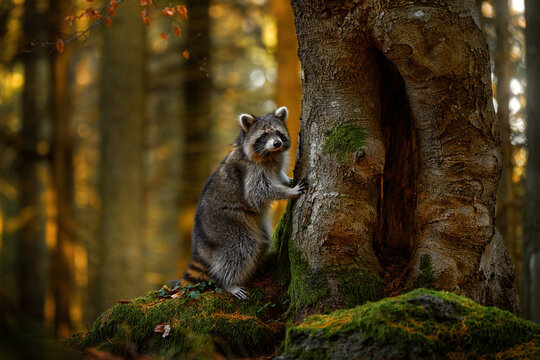 Common Raccoon, Procyon lotor, in the nature habitat, orange autuzmn forest, Czech Republic, Europe. Cute grey white black mammal in nature. Animal in forest, wildlife.
