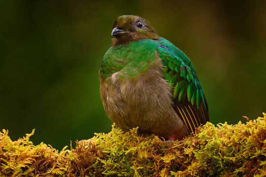Resplendent Quetzal in jungle habitat. Wildlife scene from Costa Rica. Quetzal in dark tropic forest, Pharomachrus mocinno, from  nature Costa Rica. Magnificent sacred mystic green and red bird.