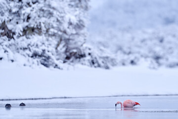 Winter wildlife. Ice Chilean flamingos, Phoenicopterus chilensis, nice pink big birds with long necks, dancing in water, animals in nature habitat in Chile, America. Patagonia, Torres del Paine.