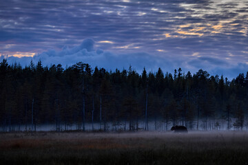 Nature wildlife, Europe. Bear in Finland nature, fog above lake in cold night, Kuhmo.  Brown bear in the forest habitat with lakes, taiga. Landscape with animal, cotton grass in nature. Travel Europe.