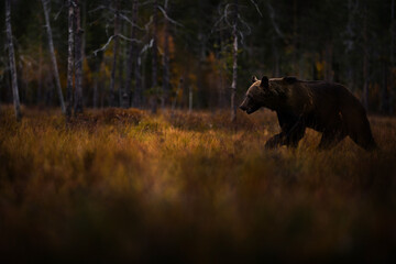 Nature in Europe, autumn wildlife. Bear walk in orange red forest. Autumn trees with bear. Beautiful brown bear walking around lake with fall colours. Dangerous animal in the wood.