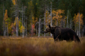 Nature in Europe, autumn wildlife. Bear walk in orange red forest. Autumn trees with bear. Beautiful brown bear walking around lake with fall colours. Dangerous animal in the wood.