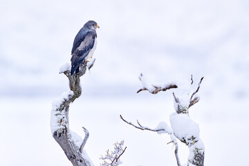 Black-chested buzzard-eagle, Geranoaetus melanoleucus, Torres del Paine NP, Patagonia, Chile. Grey hawk bird sitting on the branch in the neture habitat. Winter with snow in Patagonia, Chile.