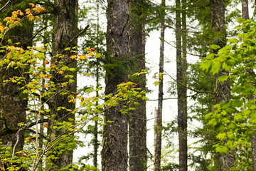 Green and early autumn leaves surround tall trees along Rattlesnake Ridge Trail, Washington, revealing layered forest depth in the Pacific Northwest.
