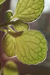 A macro photograph of  Plectranthus amboinicus leaves, beautifully illuminated from behind by natural light. 