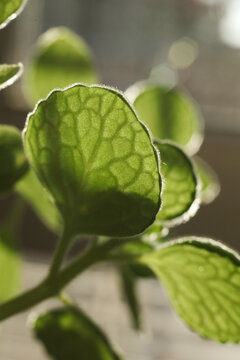 A macro photograph of  Plectranthus amboinicus leaves, beautifully illuminated from behind by natural light. 