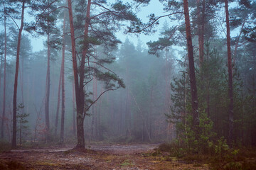 sosny,mgła  © Marcin Łazarczyk