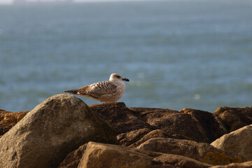 A lone seagull rests on dark coastal rocks while ocean spray sparkles behind it. Minimalist wildlife scene capturing calm, resilience, and the raw beauty of the sea.