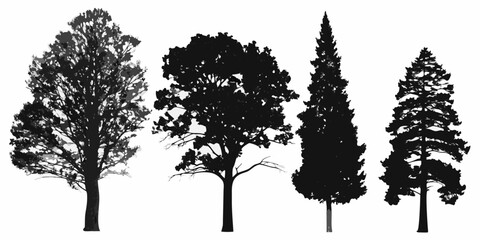 Silhouettes of diverse trees against a bright white background