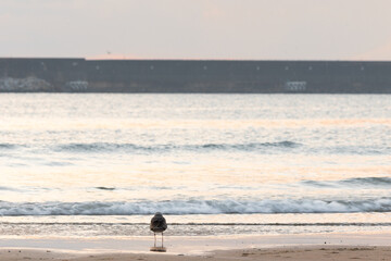 A lone seagull stands on a sandy beach facing gentle waves, with a calm sea and soft morning light creating a peaceful coastal atmosphere. © Olya