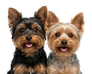 Two Happy Yorkshire Terriers Looking at Camera on White Background