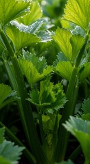 Obraz premium Fresh green nettle leaves glistening with morning dew in natural sunlight