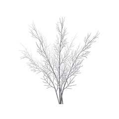 Obraz premium White shimmering decorative twigs on Transparent Background