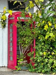 Gr&uuml;npflanze im &Uuml;bertopf in einer ausrangierten englischen roten Telefonzelle