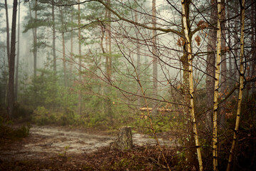 drzewa,mgła  © Marcin Łazarczyk