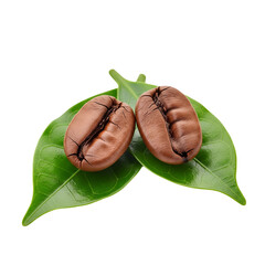 Roasted Coffee Beans on Green Leaves