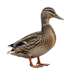 Brown Duck Standing on White Background
