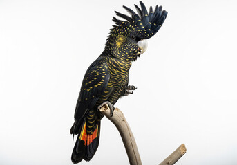 Black Cockatoo Perched on Curved Branch