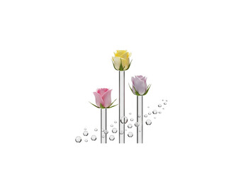 Colorful Roses in Glass Vases with Water Droplets
